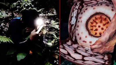 rare-rafflesia-hasseltii-bloom-finally-seen-after-13-years-in-sumatras-tiger-patrolled-jungle